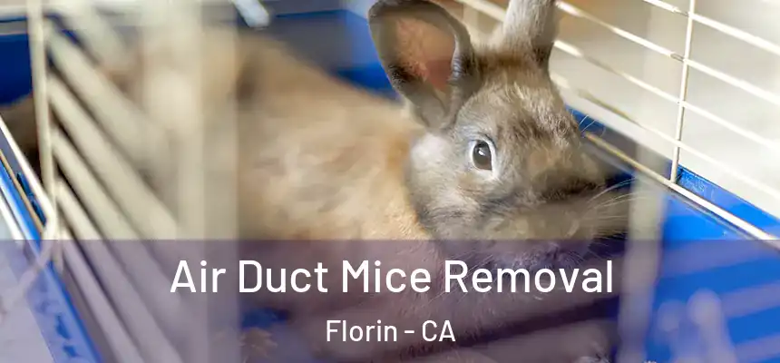  Air Duct Mice Removal Florin - CA